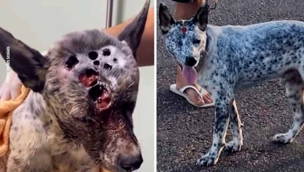 Amor que cura: 'Rambo', o cão resgatado após ser atingido por tiros na cabeça, ganha um lar: "A ferida mais dolorosa foi curada pelo amor"