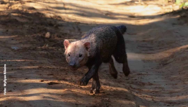 Cachorro-vinagre é registrado por biólogo na Capital acreana; animal é ameaçado de extinção