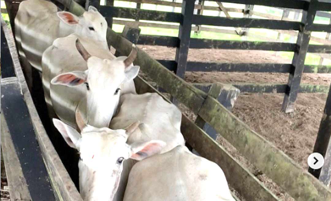 Acre está entre os estados com estágio extremamente elevado de sanidade animal e de boa defesa agropecuária, diz Ministério