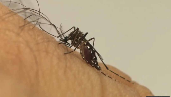 Acre e Roraima são os únicos estados que não registraram mortes por dengue até maio deste ano