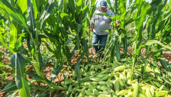 Acre fecha maio com saldo positivo na produção de milho e soja, em relação a abril