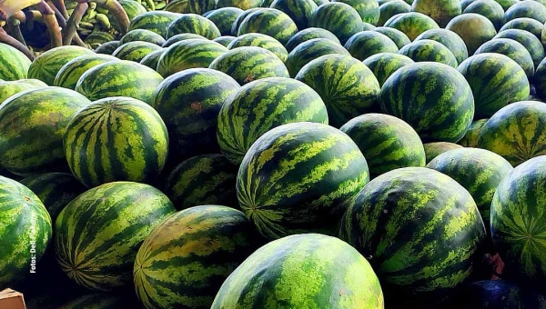 Safra da melancia reduz preço da fruta na Capital; preço varia de R$ 10 a R$ 30