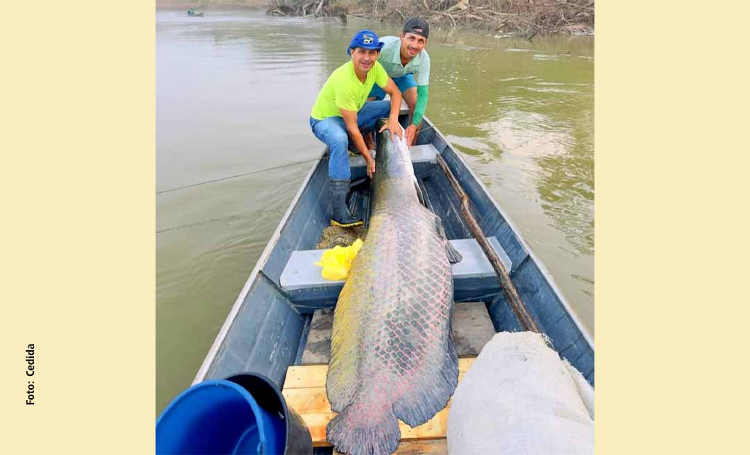 No Acre, pescadores fisgam pirarucu de 2,2 metros e mais de 130 quilos