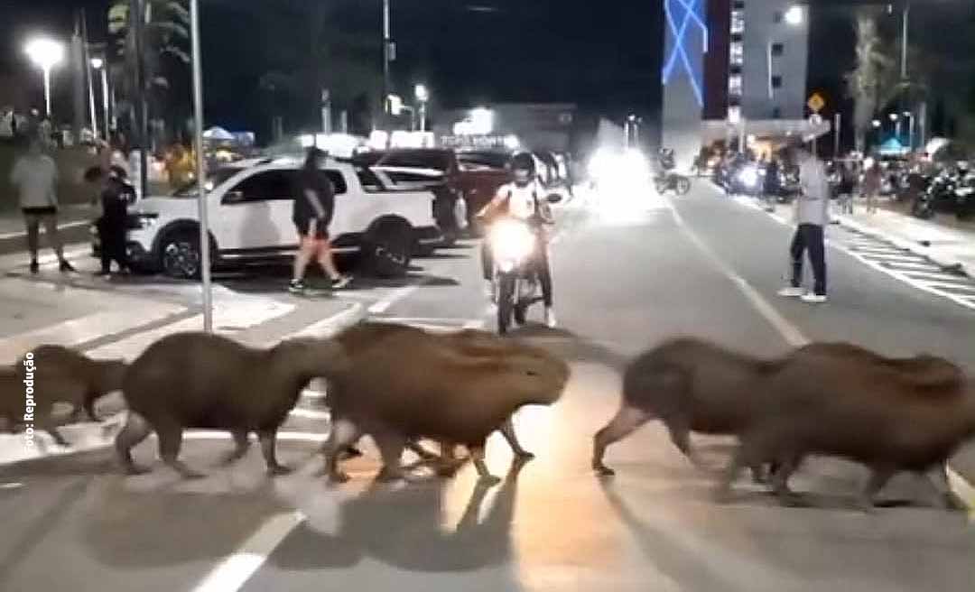 Abbey Road: Capivaras são flagradas atravessando próximo a pista de caminhada do Parque Tucumã; veja o vídeo