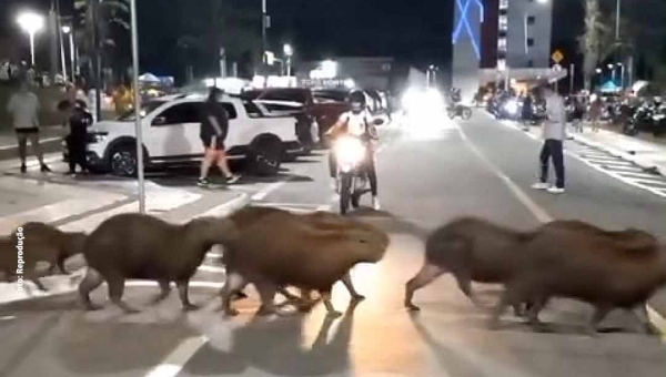 Abbey Road: Capivaras são flagradas atravessando próximo a pista de caminhada do Parque Tucumã; veja o vídeo