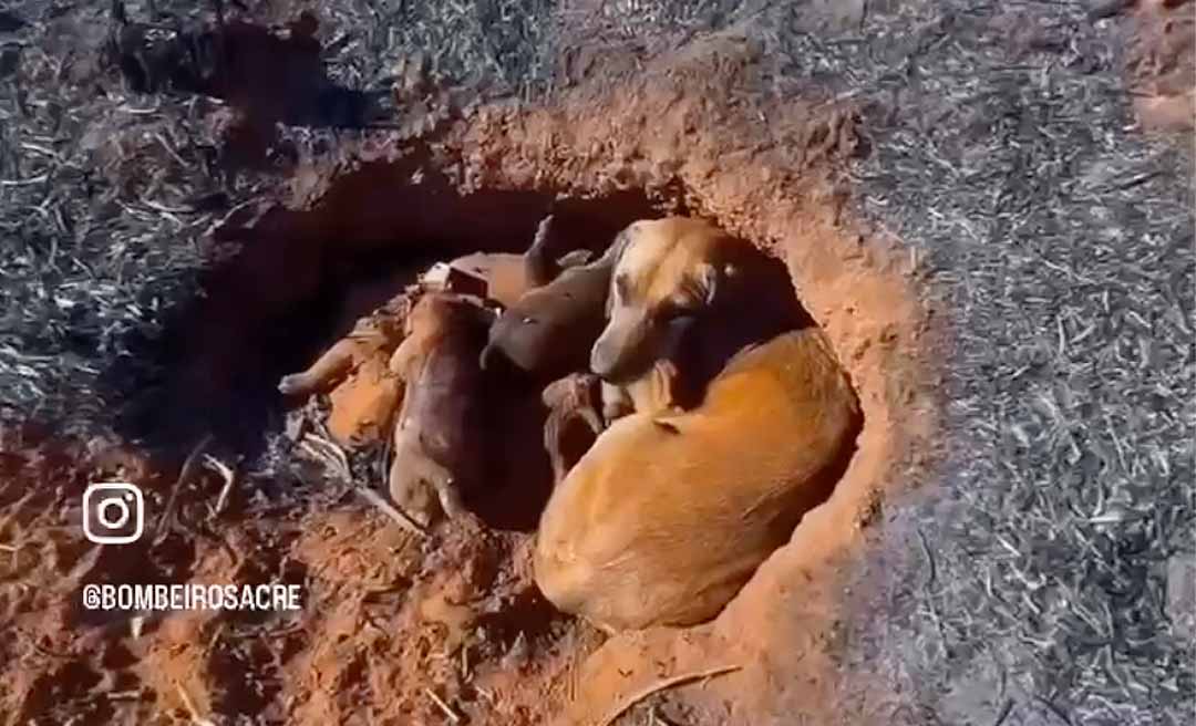 Tragédia das queimadas no Acre: Cadela perde filhotes em incêndio