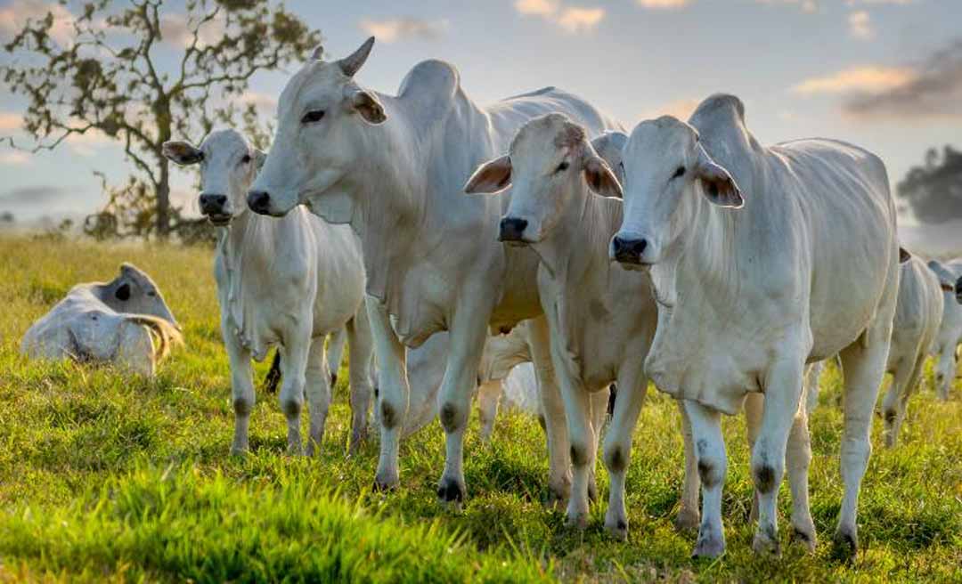 5º Circuito Pecuária de Cria tem palestras, tecnologias e soluções nutricionais voltadas para a seca