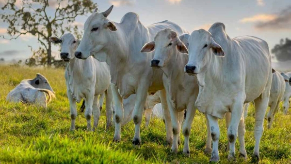 5º Circuito Pecuária de Cria tem palestras, tecnologias e soluções nutricionais voltadas para a seca