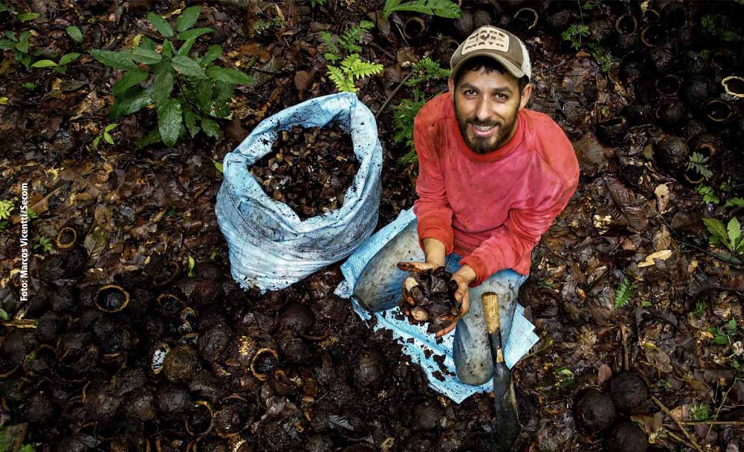 Acre faturou perto de R$ 70 milhões em 2023 com a venda de castanha-do-pará