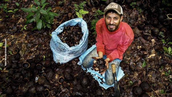 Acre faturou perto de R$ 70 milhões em 2023 com a venda de castanha-do-pará