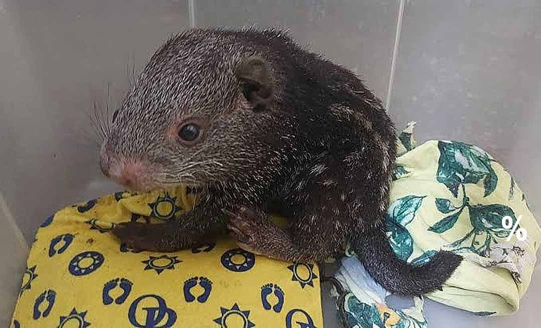 MPAC pede doações para animais silvestres resgatados de queimadas no Acre; saiba como ajuda