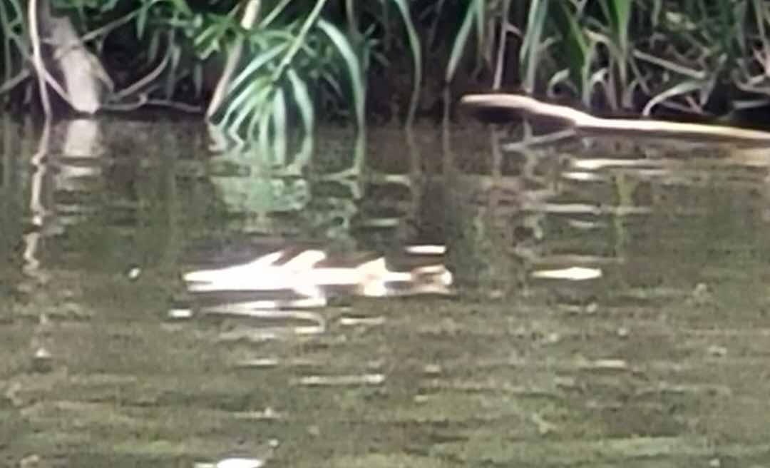 Bocalom faz vistoria para investigar morte de peixes no Rio Acre na região do Quixadá