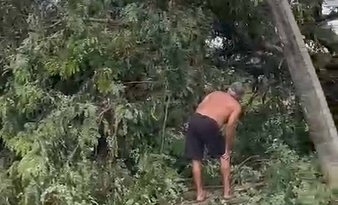 Rua no bairro das Placas está fechada e sem internet desde ontem após queda de árvore durante vendaval, reclamam moradores