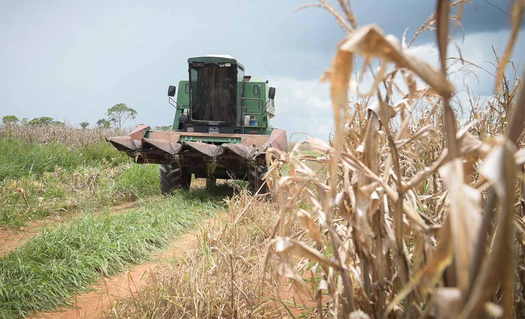 Área colhida este ano é superior à de 2023; milho e mandioca ainda são os carros-chefes da agricultura acreana