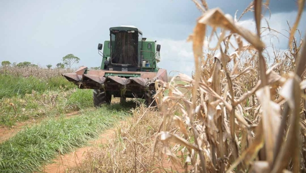 Área colhida este ano é superior à de 2023; milho e mandioca ainda são os carros-chefes da agricultura acreana