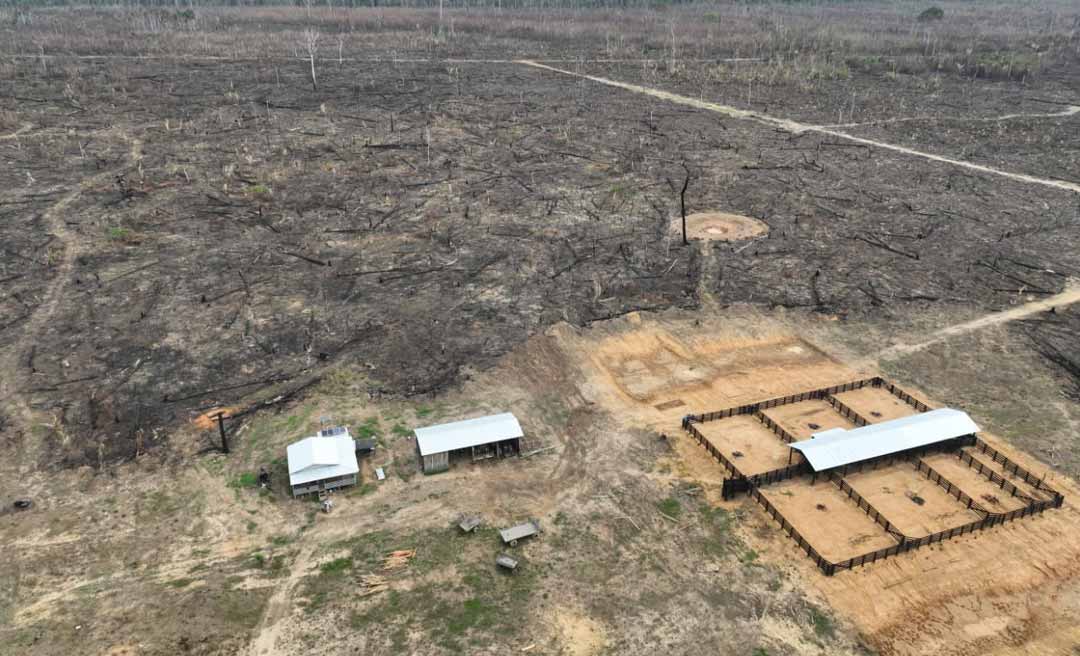 PF identifica rede criminosa envolvida em desmatamento em Boca do Acre e Pauini e bloqueia bens e imóveis de investigados