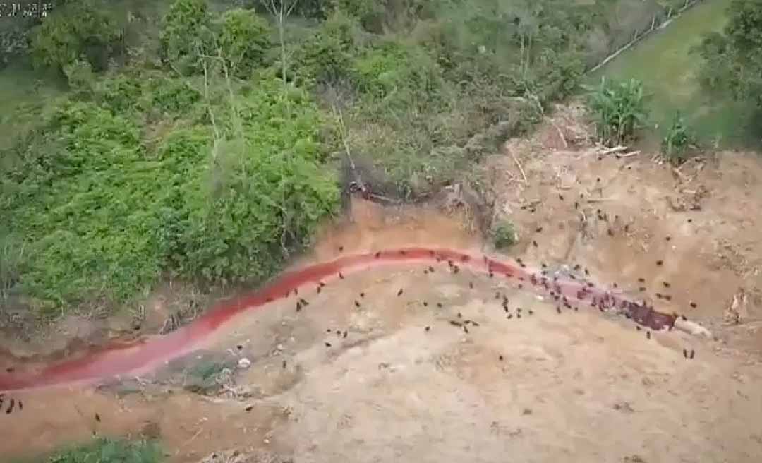 Ibama registra “rio de sangue” em abatedouro de Boca do Acre durante operação Carne Fria