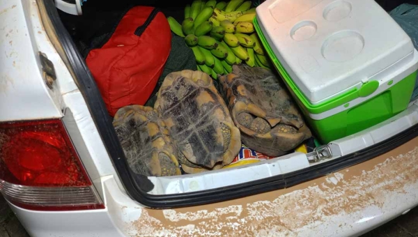 Policiamento Ambiental apreende jabutis e munições na Transacreana, zona rural da Capital