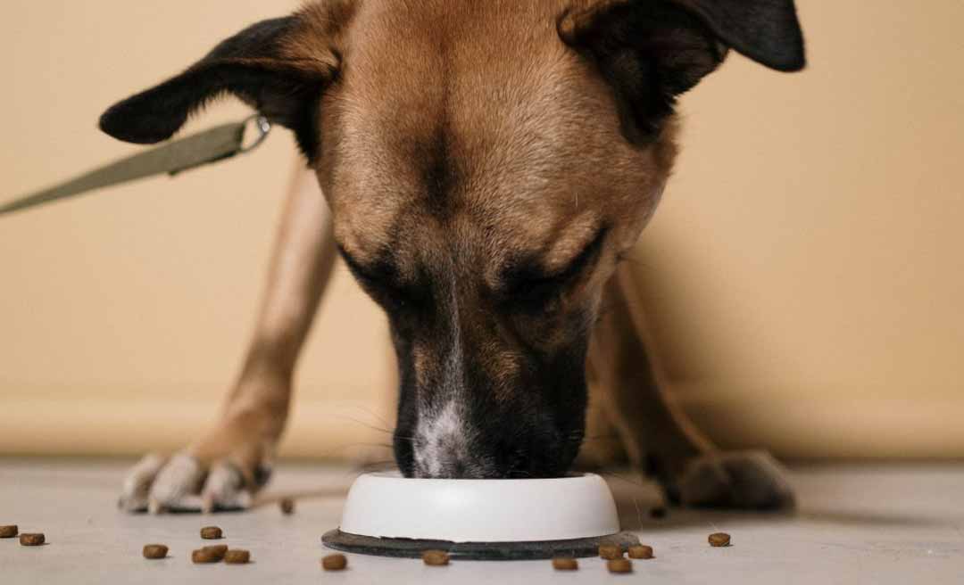 Associação Amor a Quatro Patas, em Rio Branco, pede ajuda para comprar ração para cães e gatos acolhidos pela entidade