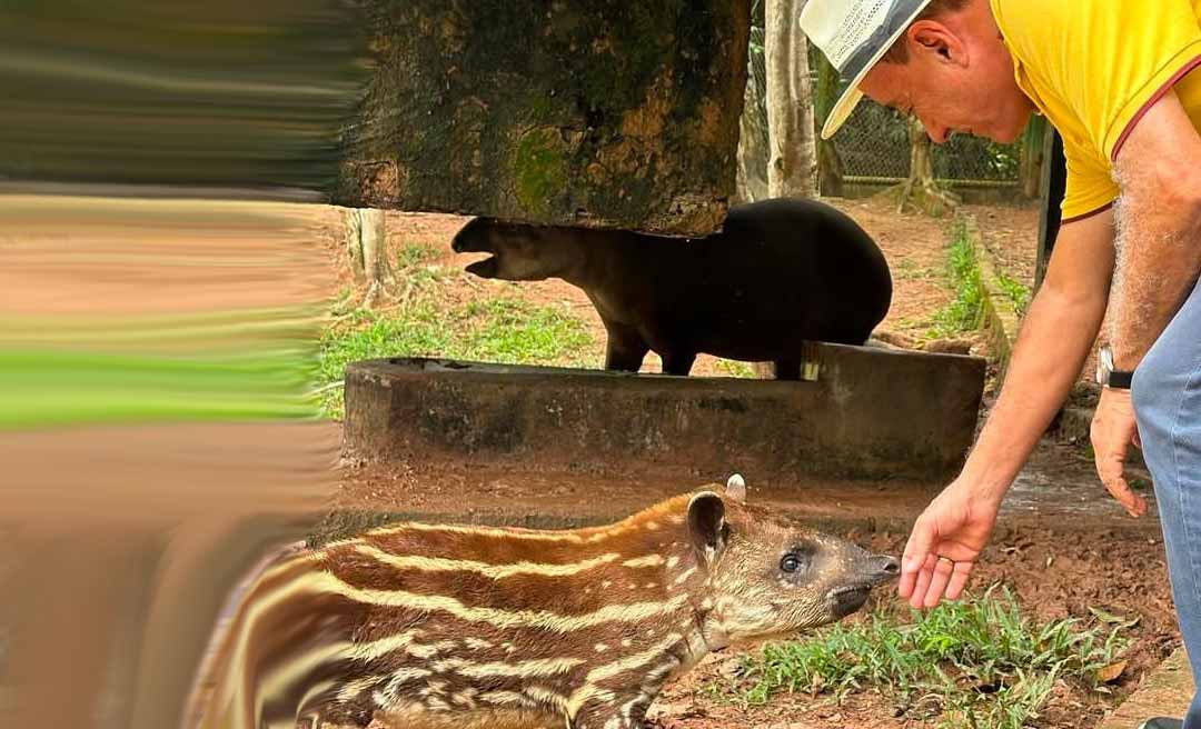 Prefeito Bocalom visita Parque Chico Mendes e conhece "Maitê", filhote de anta recém-nascida em cativeiro