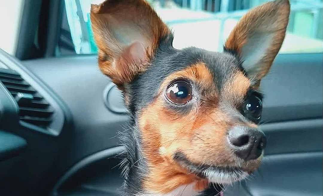 Tutores pedem ajuda para encontrar cadela da raça pinscher desaparecida em Rio Branco