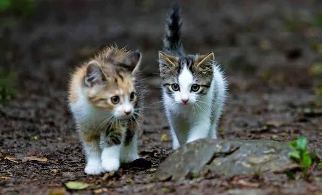 Doção de ração: ativista pede ajuda para alimentar gatos resgatados em Rio Branco