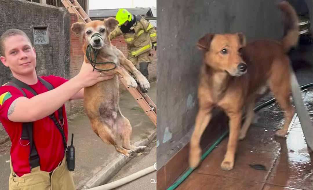 Cachorros caramelos são salvos de incêndio em prédio abandonado em Rio Branco