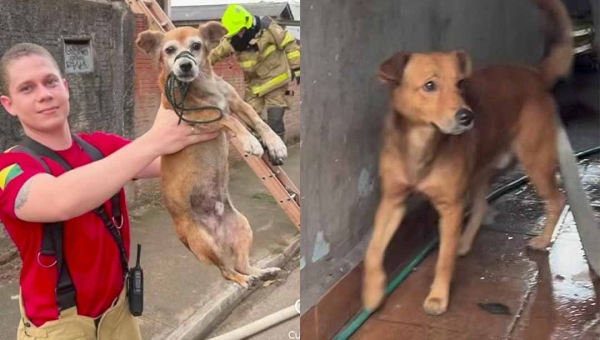 Cachorros caramelos são salvos de incêndio em prédio abandonado em Rio Branco