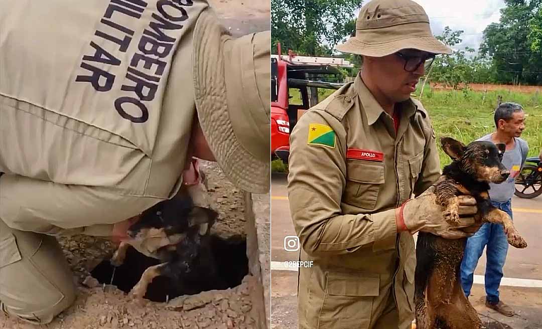 Equipe do Corpo de Bombeiros do Acre resgata cadelinha "Pipoca" após queda em bueiro em Rio Branco