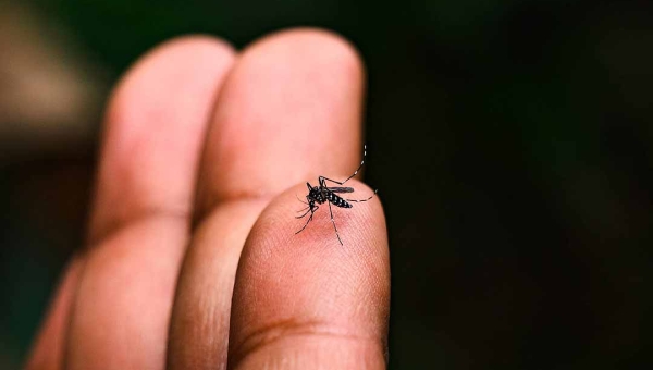 Com picos de contaminação em janeiro e fevereiro, dengue recua em março no Acre