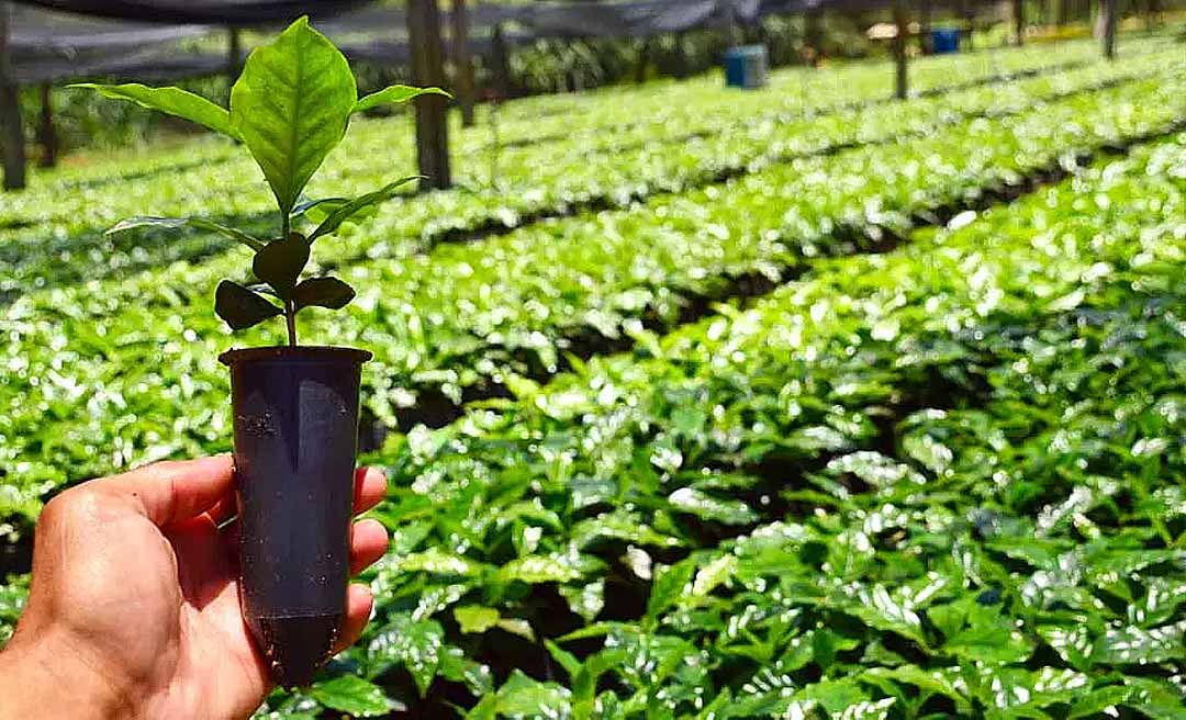 Viveiro público vai produzir 200 mil mudas por ano em Feijó; agricultor familiar é o foco