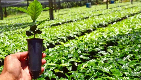 Viveiro público vai produzir 200 mil mudas por ano em Feijó; agricultor familiar é o foco