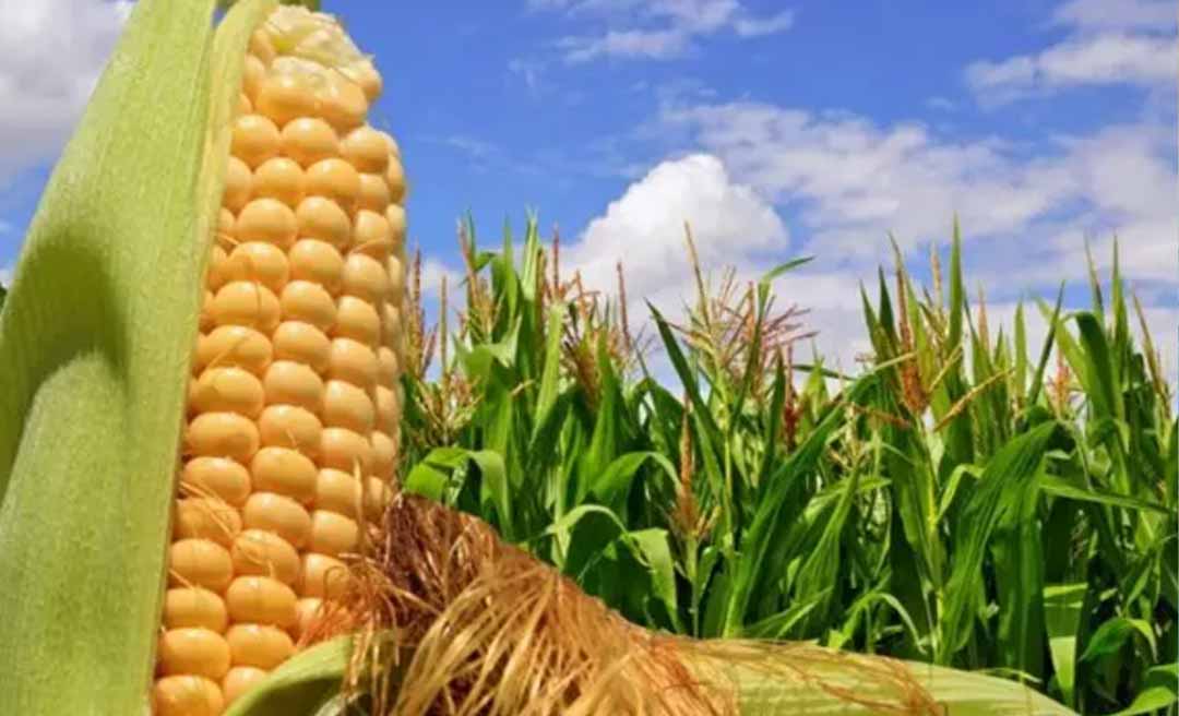 Puxada por uma alta na produção de milho, Acre fecha março com previsão de 195.995 toneladas em 2025