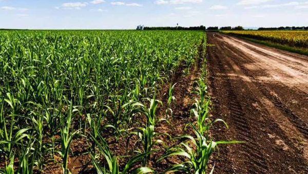 Impulsionada por políticas públicas, produção agrícola do Acre cresce 101% entre 2019 e 2025