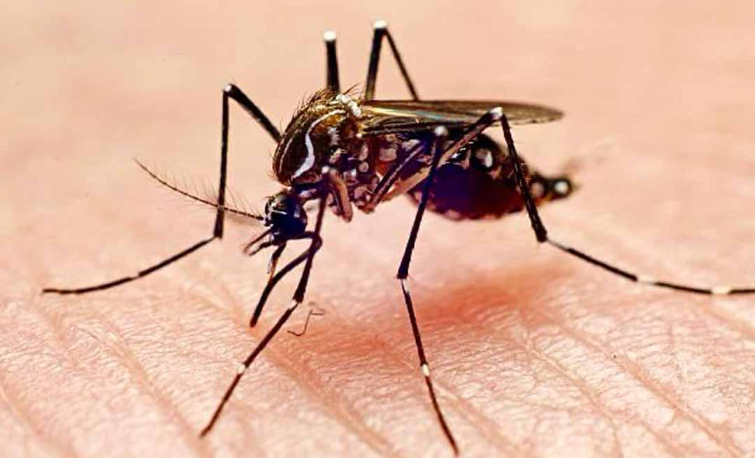 Acre lidera ranking nacional de dengue com mais de 8 mil casos e três mortes confirmadas, alerta MS
