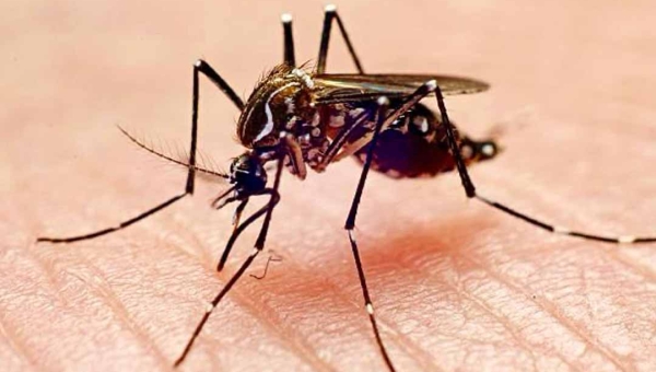Acre lidera ranking nacional de dengue com mais de 8 mil casos e três mortes confirmadas, alerta MS