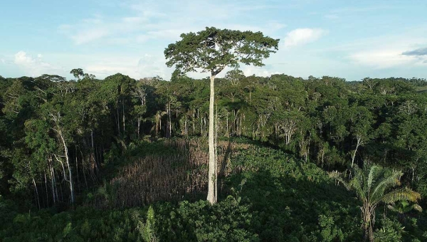 Desmatamento no Acre cresce 31,3% em 2024 em relação a 2023; estado desmatou 103,27 hectares por dia