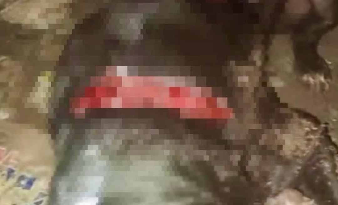 Brutalidade! Cachorro é atacado a golpes de terçado na zona rural de Sena Madureira, interior do Acre