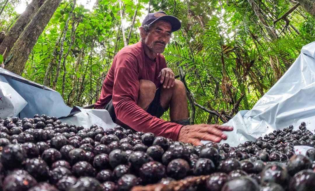 Agora é lei: Com alta produtividade, Feijó se torna a Capital do Açaí