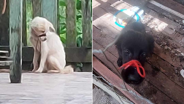 Justiça acreana condena homem por maus-tratos a cães após deixar animais sem cuidados durante viagem
