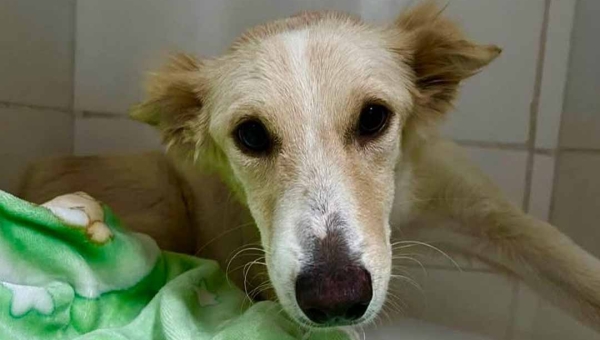 Ajude a “Loba”: ONG Patinha Carente lança campanha para custear cirurgia de cadela atropelada em Rio Branco