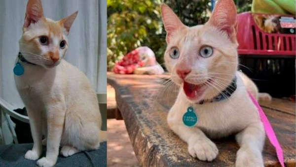 Gato Tapioca é encontrado após mais de duas semanas desaparecido em Rio Branco