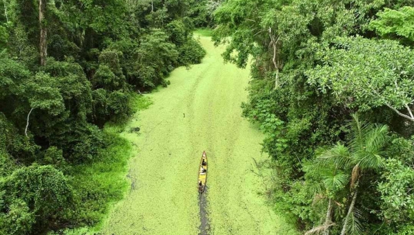 Programas REM e REDD+ promovem desenvolvimento econômico e preservam a floresta acreana