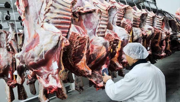 Acre registra aumento no abate de bovinos em 2025, mostra pesquisa IBGE; produção de leite e ovos também cresceu