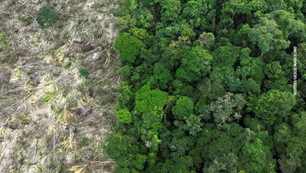 Em 40 anos, Amazônia perdeu área de vegetação do tamanho da França
