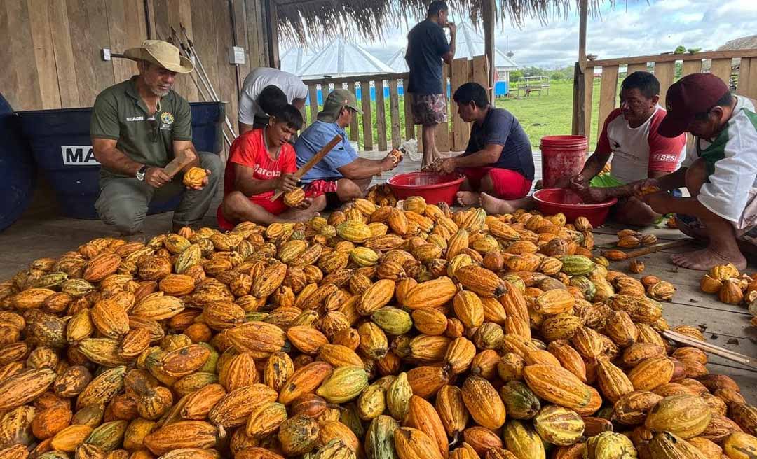 Produção florestal do Acre superou os R$ 115 milhões em 2024, mostra pesquisa