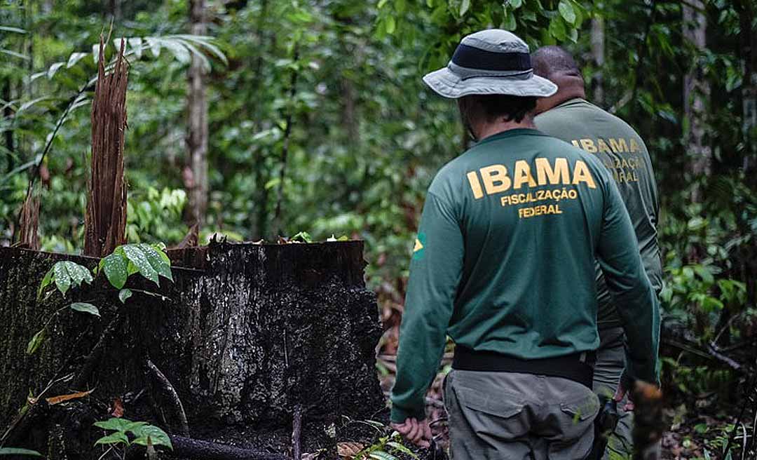 Ibama e ICMBio já aplicaram mais de R$ 60 milhões em multas este ano e embargaram 525 propriedades