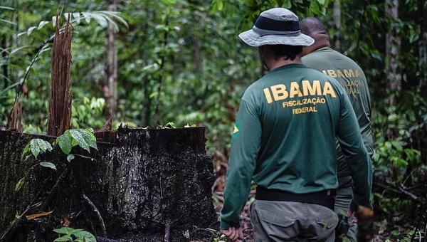 Ibama e ICMBio já aplicaram mais de R$ 60 milhões em multas este ano e embargaram 525 propriedades