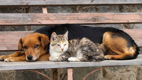 Cruzeiro do Sul institui política de controle de natalidade de cães e gatos por meio da esterilização