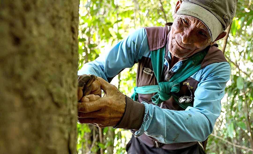 Cadeia da borracha nasce do esforço silencioso na floresta e transforma o extrativismo do Acre em motor global da bioeconomia